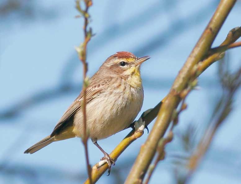 Palm Warbler Tail Bobbing Florida