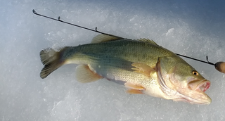 bass on ice