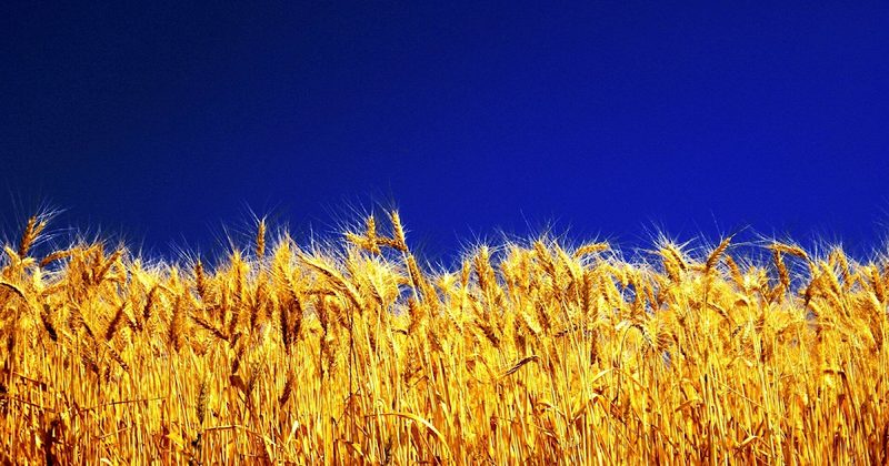 Lenkija nutraukia dalyvavimą Europos Komisijos koordinavimo platformoje dėl ukrainietiškų grūdų