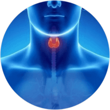  Optimal functioning of both Thyroid and Adrenal glands