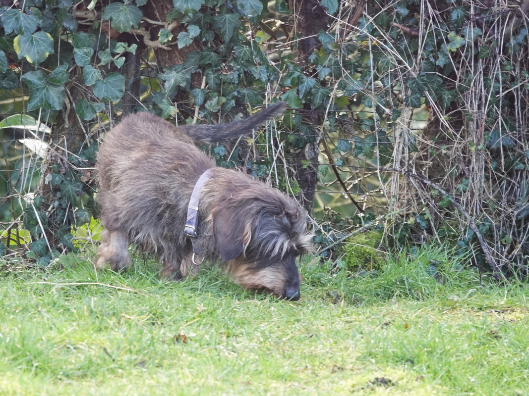 [Image: DSC00683.jpg]