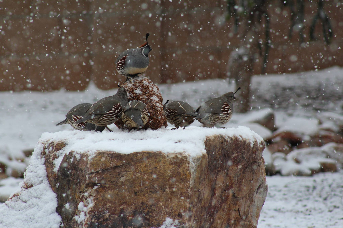 Feeding frenzy