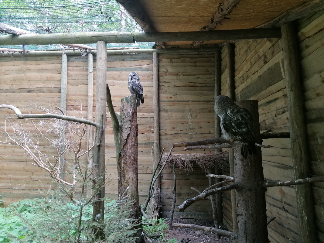 10.32 - IMG_20210604_153938 (Czesio1)