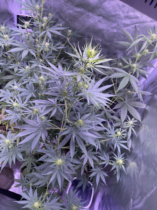 1E52AC9F-3F55-4C6B-B20F-6E0EC8ABFE0D