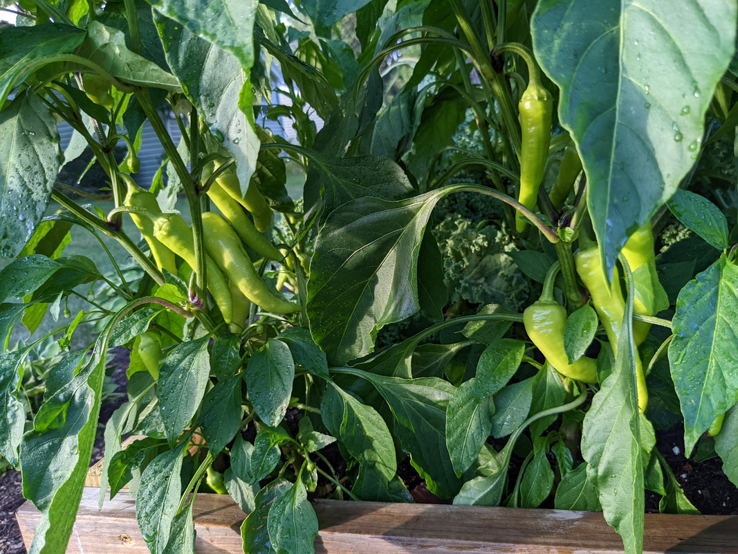 PXL_20220720_232416517