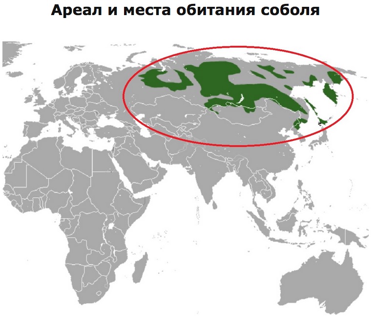 Ареал это территория обитания. Ареал обитания соболя. Соболь место обитания. Ареал обитания соболя в России. Соболь зона обитания.