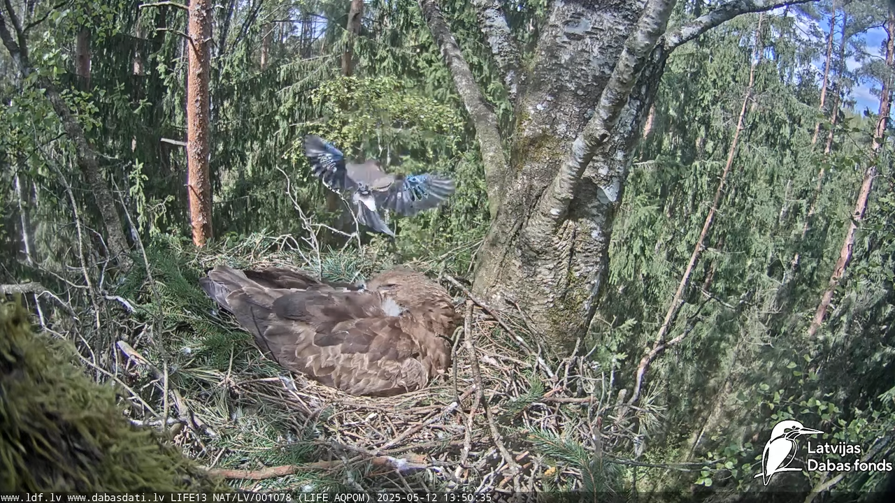 Mazais ērglis (Clanga pomarina), ligzda bērzā 16-0-31 screenshot