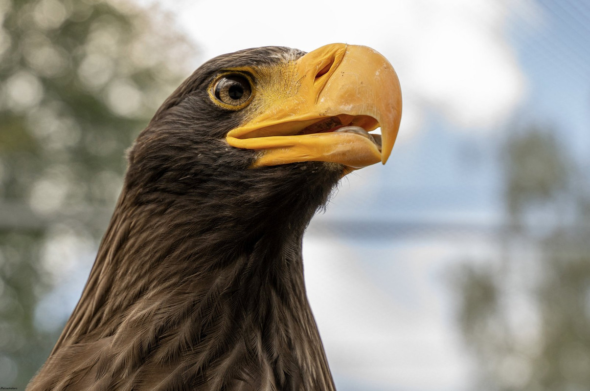 yellow-eagle-beak.jpg