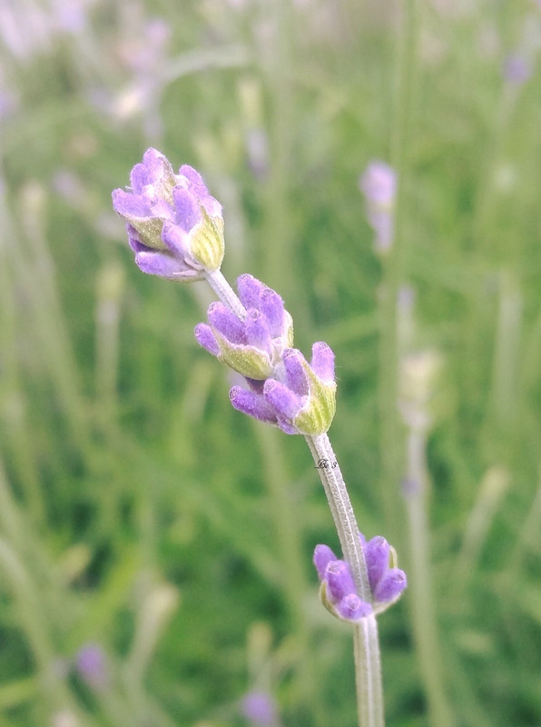 [Image: Lavender.jpg]