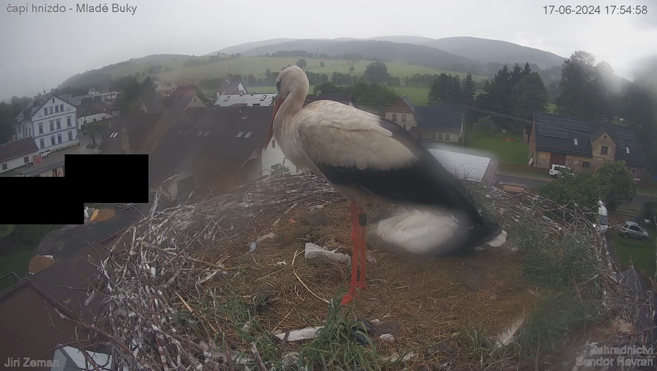 Tiešraides kamera — Mladé Buky — stārķa ligzda 11-55-51 screenshot