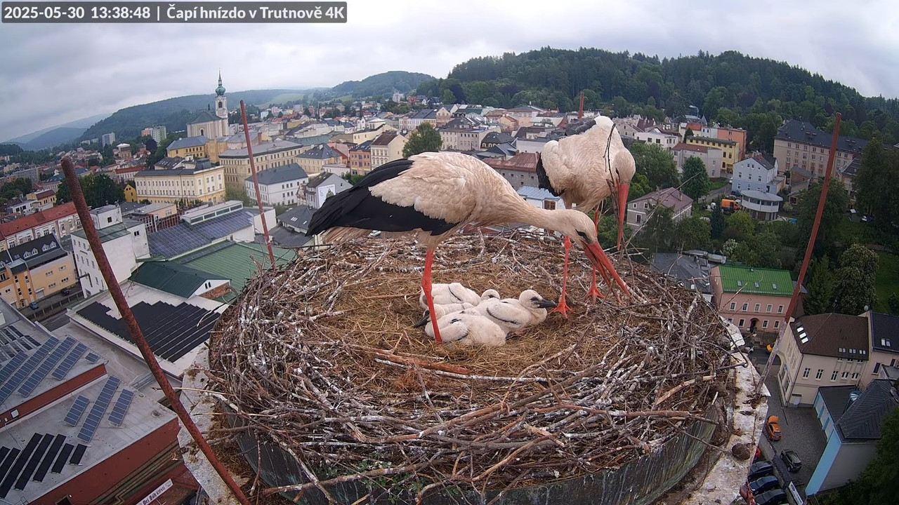 Živě z čapího hnízda na pivovarském komíně v Trutnově 14-32-8 screenshot