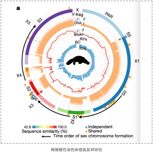 现生哺乳动物共同祖先的基因组图谱-2.png