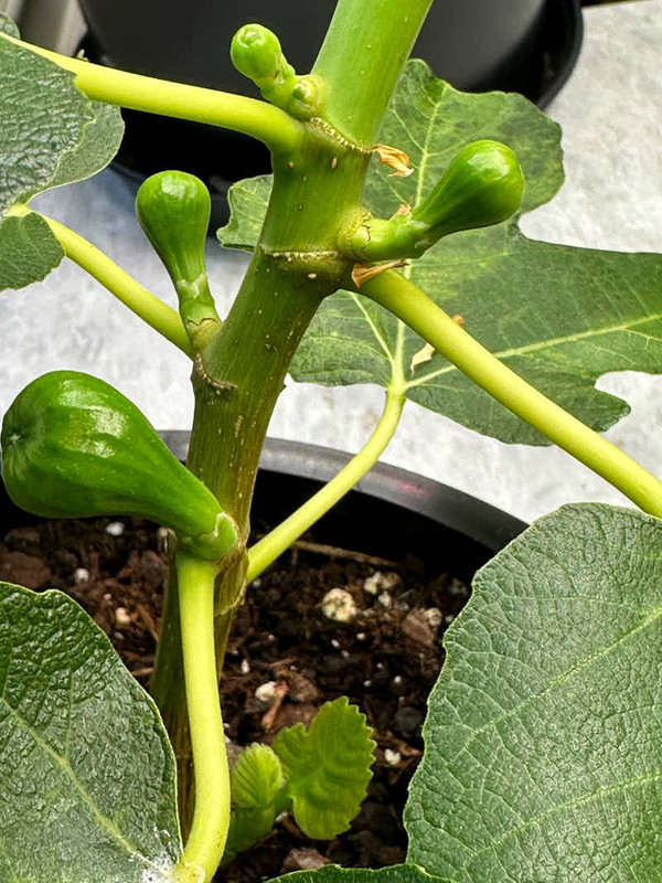 figs-890.jpg