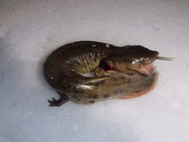 32A8600A-59CB-406F-9641-AC7BE3C3B3EB