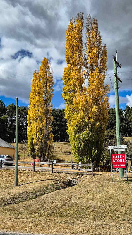 Golden poplars…