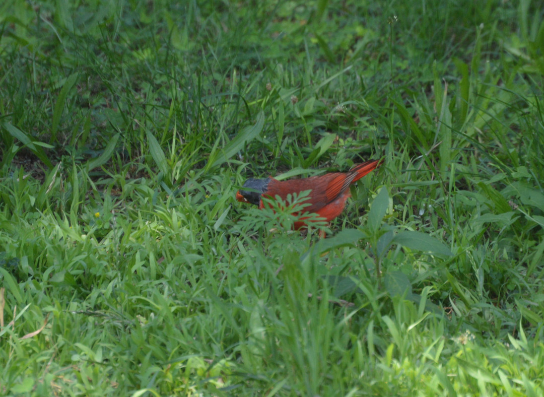 2021-7-4 Mutant Cardinal (3)