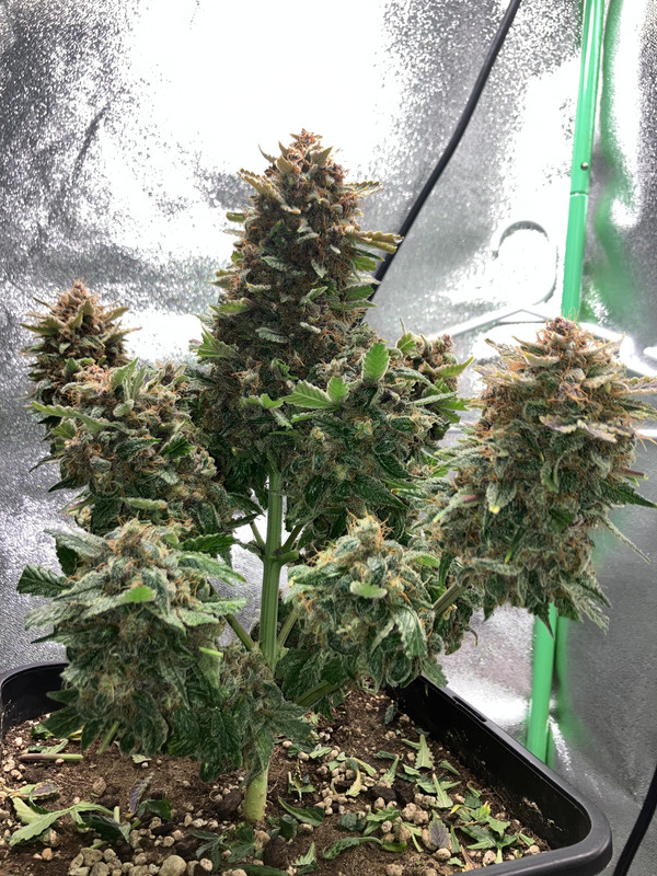 E636066C-8003-4A4F-9DB9-6410638FE500