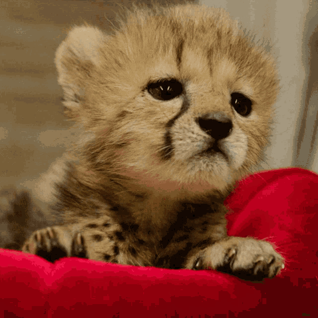 boplap-baby.gif