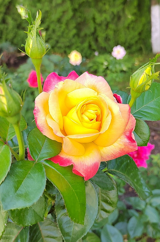 https://i.postimg.cc/kGpnB2zR/17.jpg