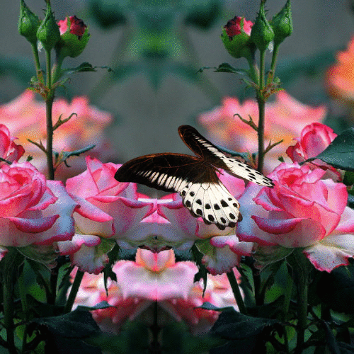 Jeudi 6 Juin 2019... IMAGE-PAPILLON-ROSE-A