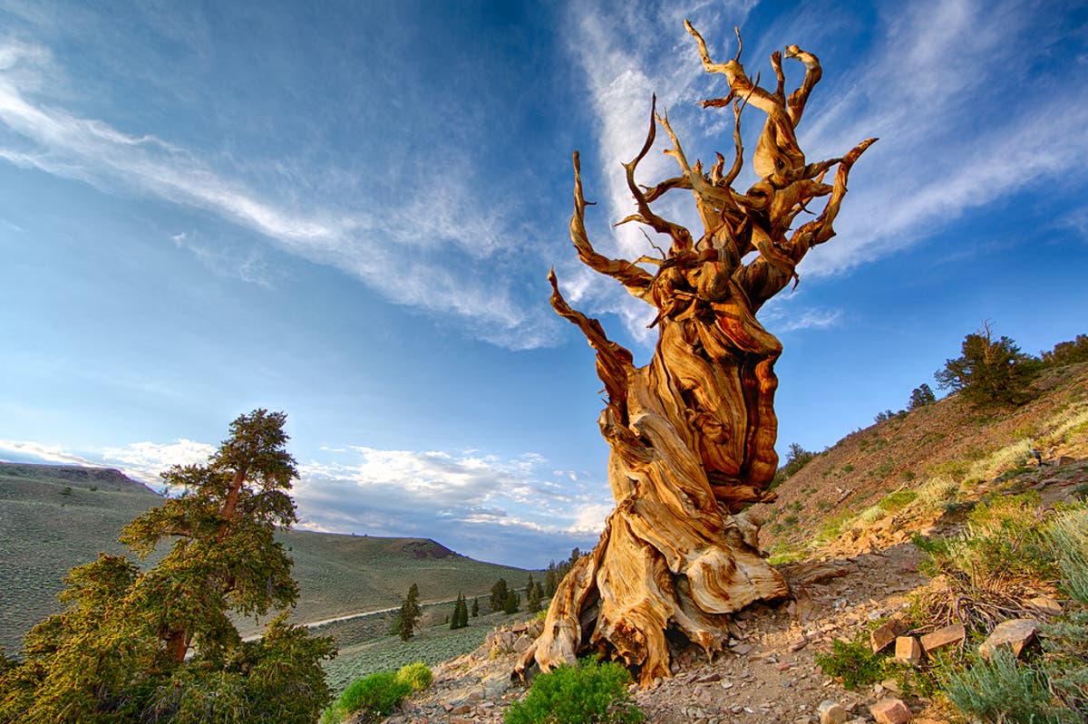 albero di Matusalemme in California