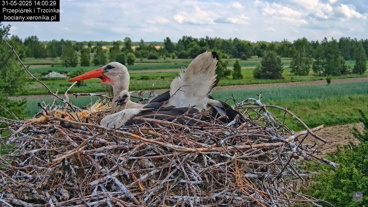 31052025bociany13