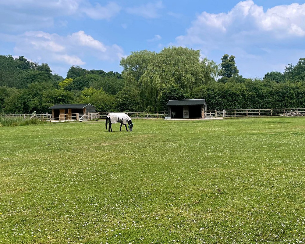 pasture-horses-2-HD.jpg
