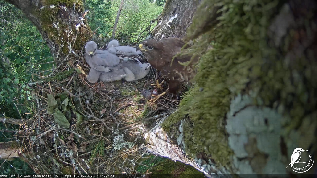 Melnās klijas (Milvus migrans) Kurzemē_ peļu klijāni (Buteo buteo) 9-15-24 screenshot