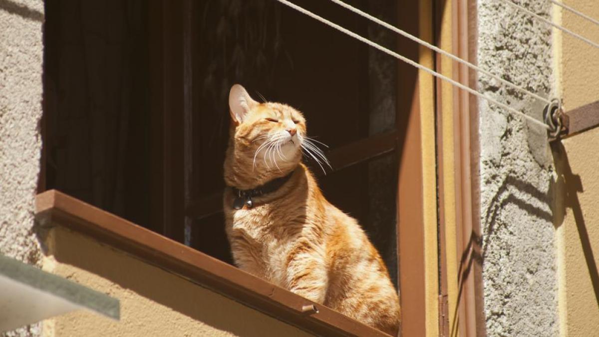 Mamá mexicana regaña a gatita por salirse de la casa y se hace viral en TikTok