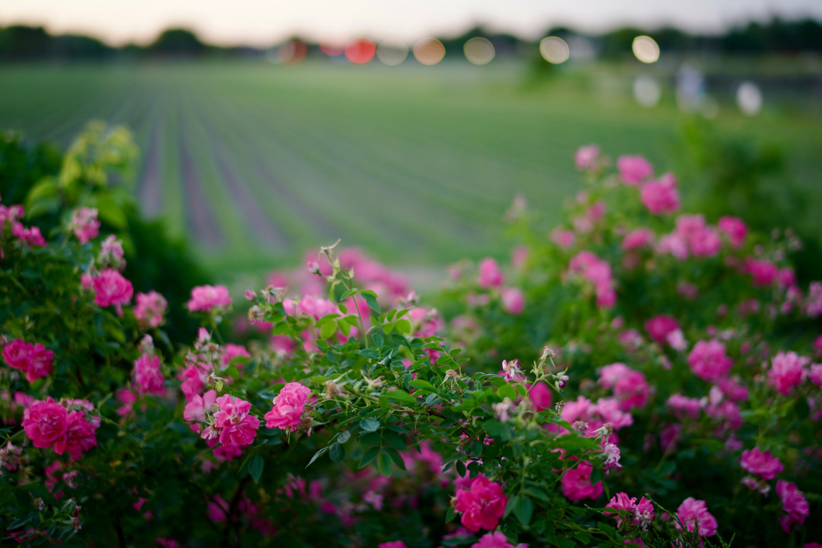 1B448A9C-EB74-4559-AB91-8D5B57A02FFC