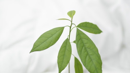 A growing plant showing growth