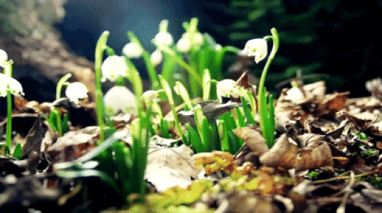 air.gif