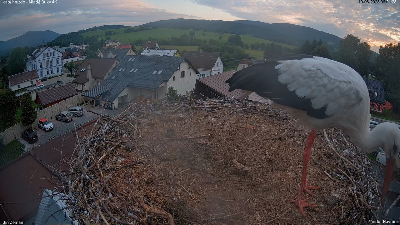 Živá kamera - Mladé Buky - čapí hnízdo 4K 10-50-8 screenshot