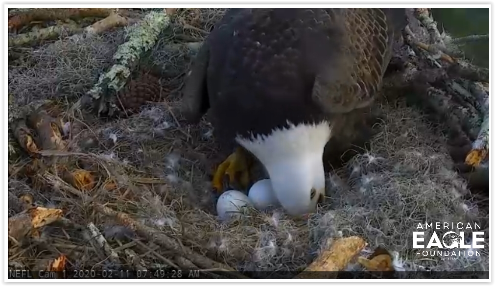 Screen Shot 02-11-20 at 01.51 PM