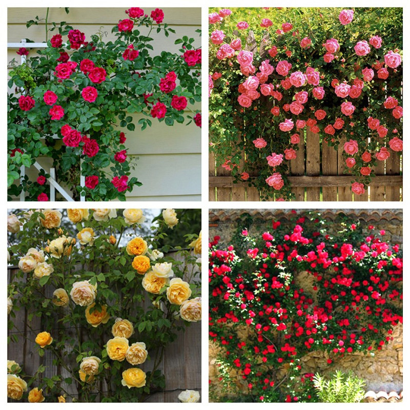 Cánh hoa hồng phủ sương