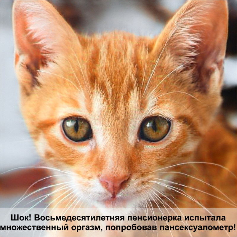 как одеть ошейник на кошку