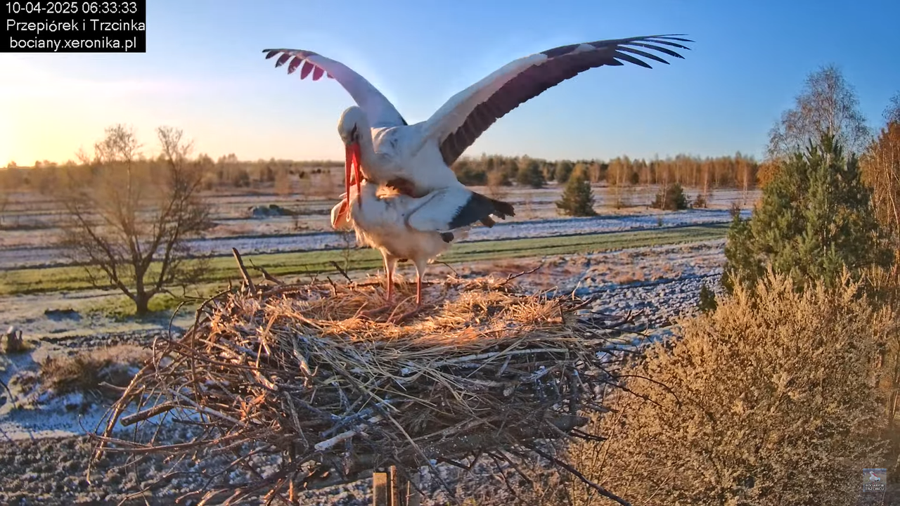 10042025bociany (21)