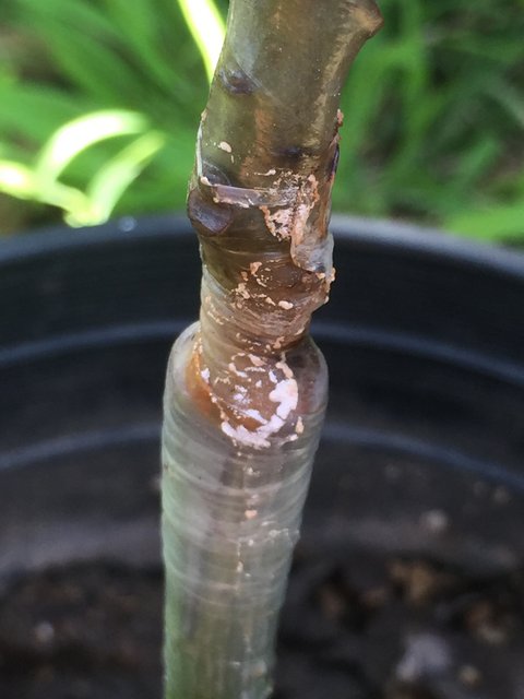 58B6CA41-F308-4A53-83CE-24DCFC0DBC58