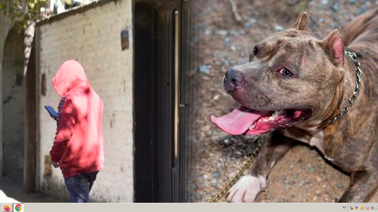 Encuentran muerto a ladrón en el patio de una casa; perro lo habría atacado