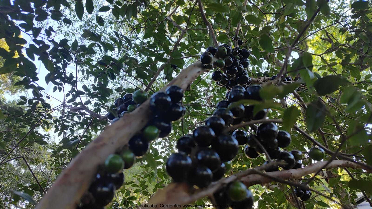 Huertasurbanas_com-3.jpeg-20231009_194244Jaboticaba_Corrientes