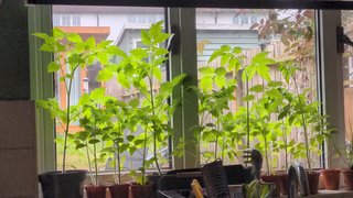 Too Many Tomato Plants