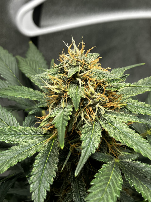 A7C60BDE-83C7-4E9E-BAA7-C3A0581DE6E6