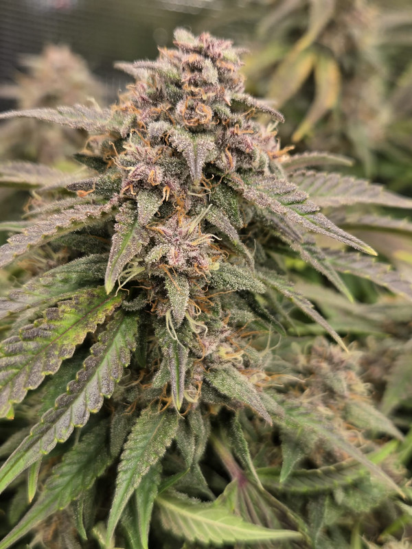 Messenger creation 36D4B352 93D4 4938 A20A CEEEE90A4283