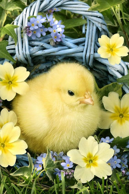 yellowchick.jpg