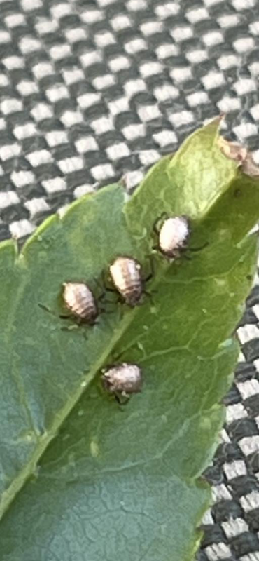 08A17F18-5F29-4EB3-AC59-DE7180A7EDBB