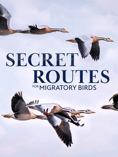 The-Secret-Routes-of-Migratory-birds-720p-Hun-Sub.jpg