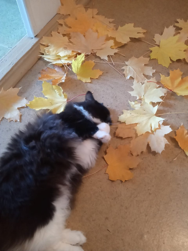 1A778EE5-C882-47DF-9712-494760EF3D4F