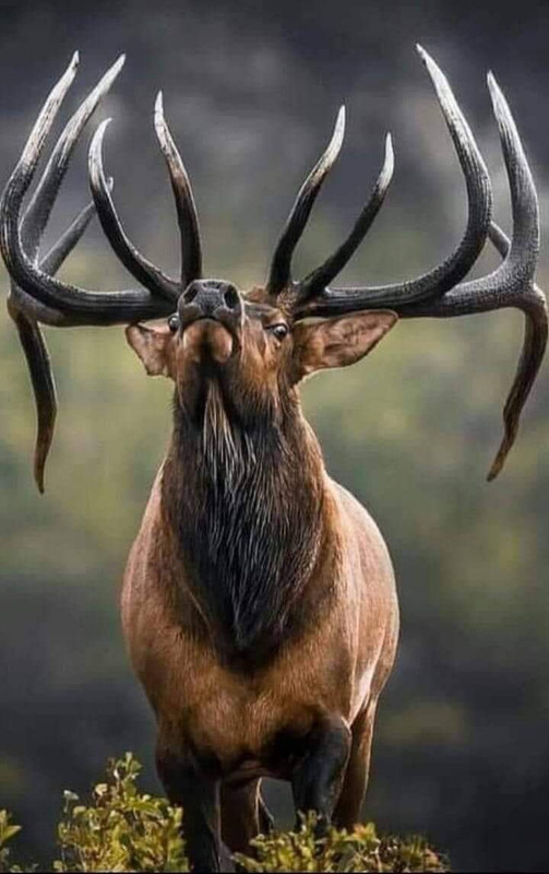 Smell-that-by-Elk