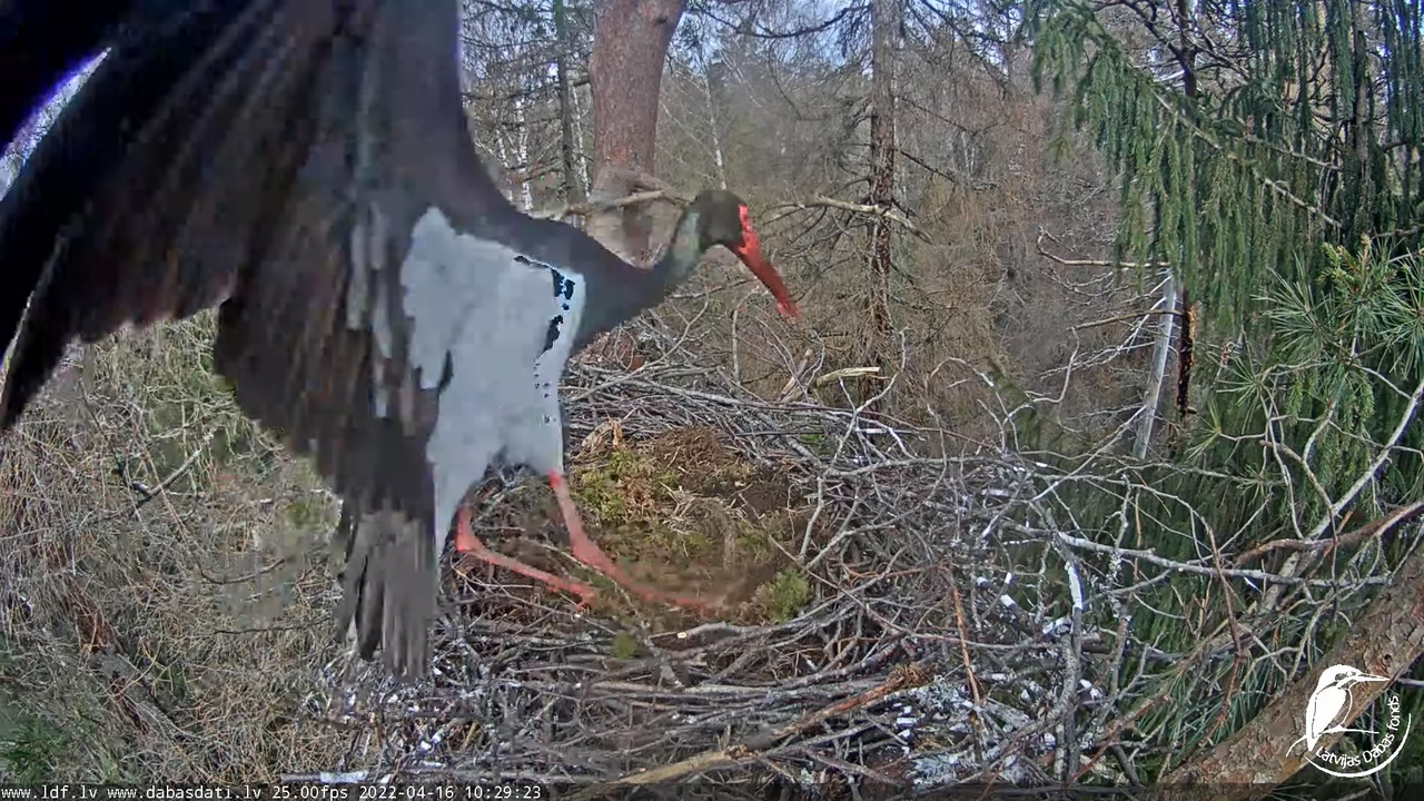 Melnais stārķis (Ciconia nigra) Siguldas novadā - LDF tiešraide 13-37-34 screenshot
