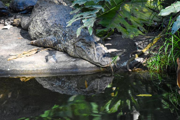 В джазе только девушки или аргентинско-бразильский калейдоскоп В джазе только девушки или аргентинско-бразильский калейдоскоп